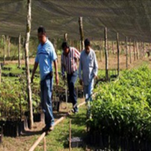 Organizing Tree Nursery And Compost Program