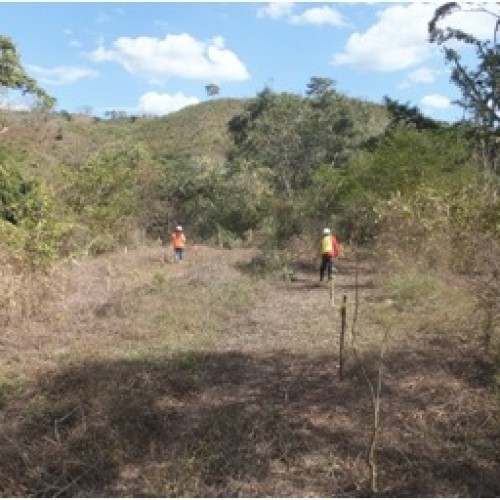 Reforestation Program