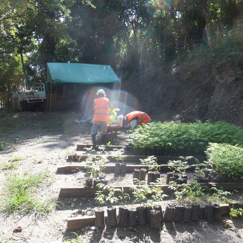 Vivero San Albino