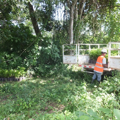 Vivero San Albino