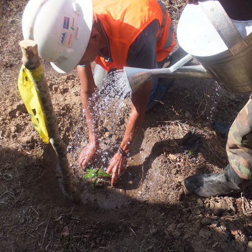 Planting Trees Along The Riviera Of Jicaro River