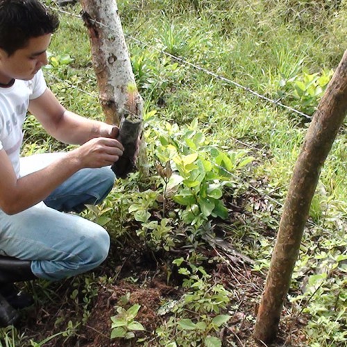 Reforestation