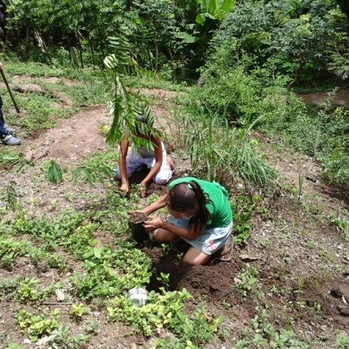 Reforestation