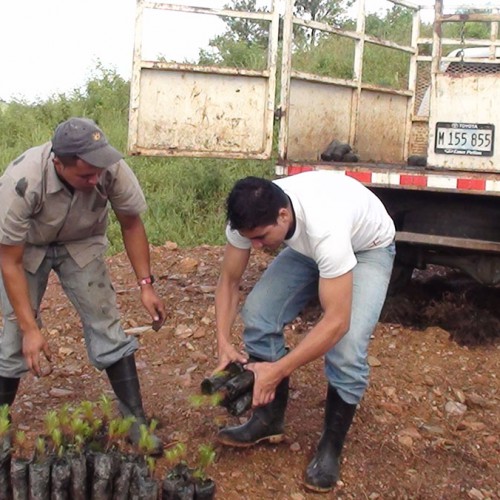 Reforestation